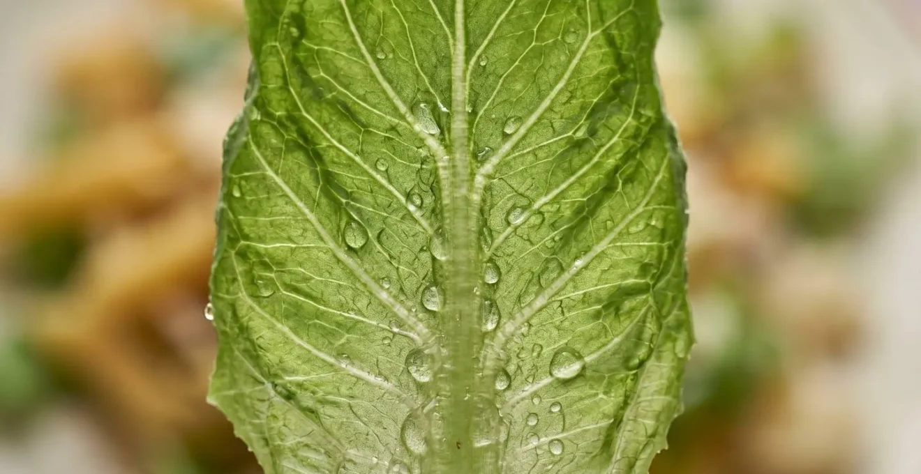 Macro photograph showing fiber-rich salad creating protective mesh barrier